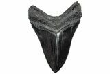 Serrated, Fossil Megalodon Tooth - Polished Blade #307524-1